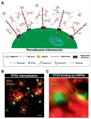 Regulation of the E/I-balance by the neural matrisome